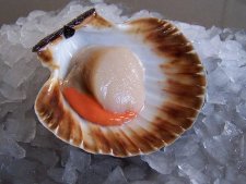 Scallop