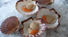 Scallops